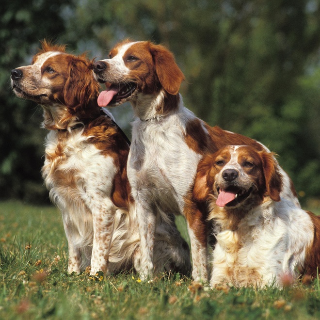 three Brittany Spaniels side by side, two standing and one sitting