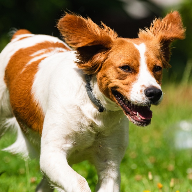 a breton spaniel running with his ears to the wind
