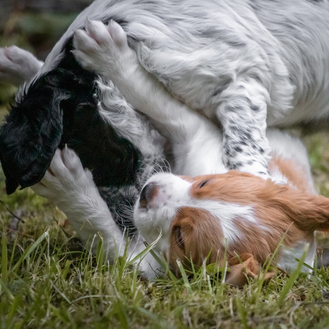 Two Brittany Spaniels playfully squabbling on the grass