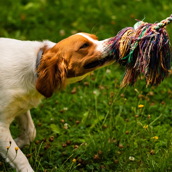 a breton spaniel pulling on a rope with its teeth
