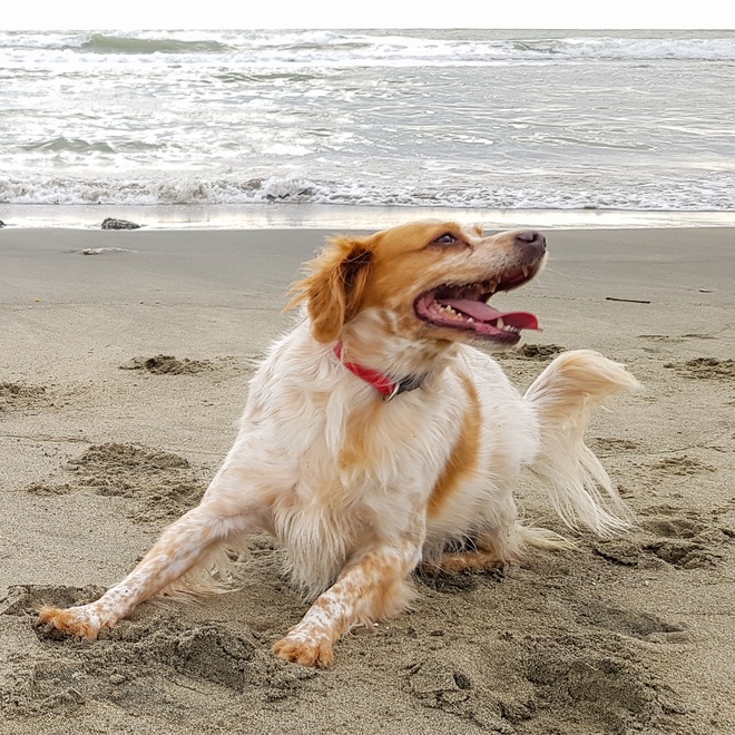 a breton spaniel playing on the beach