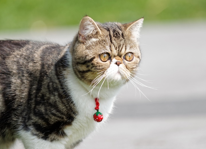 Un exotic shorthair avec un collier rouge