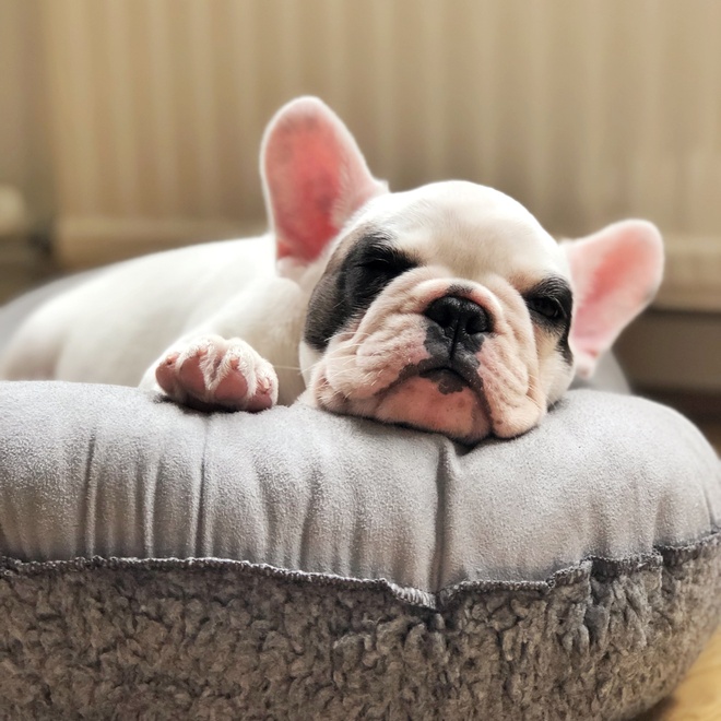 A French Bulldog sleeping in his basket