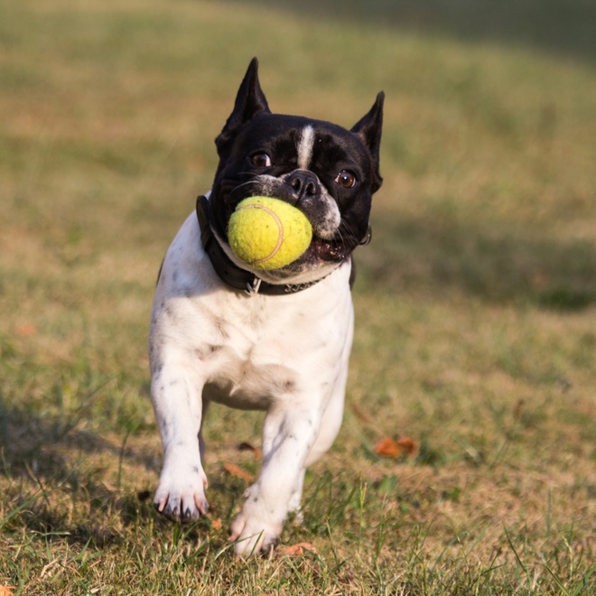 A French Bulldog running through the grass with a ball in his mouth