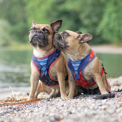un bouledogue qui fait un bisou a un autre bouledogue près d'une rivière