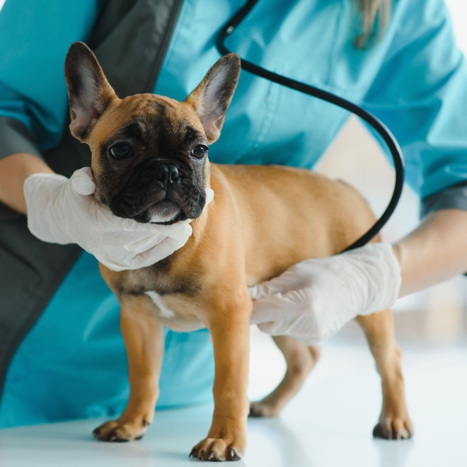 A French Bulldog being osculted by a vet