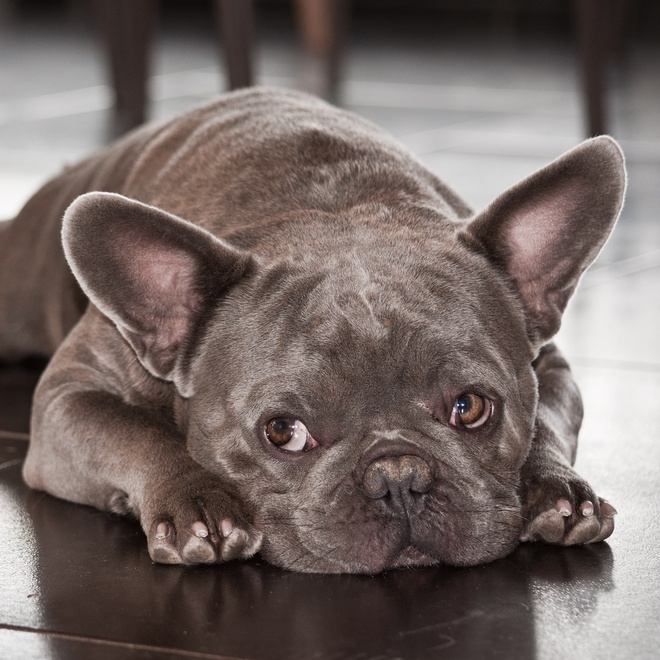 A grey French Bulldog lying on the ground