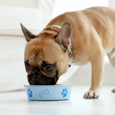 The French Bulldog: origin, temperament, health and price