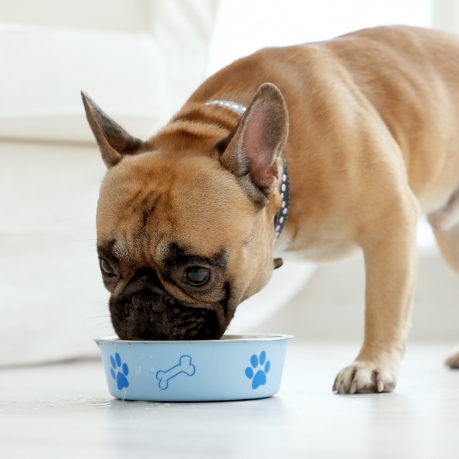 A brown French Bulldog eating out of his bowl