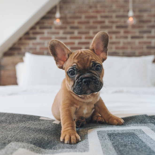 A French Bulldog puppy on a bed