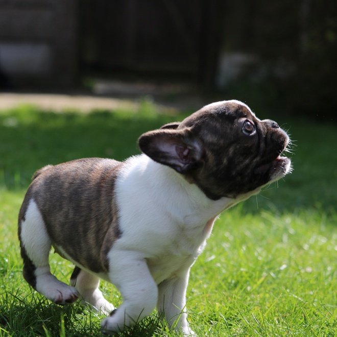 A black and white French Bulldog puppy in the grass, barking