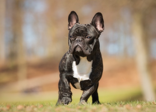 Eine französische Bulldogge auf einer Wiese mit Blick in die Ferne