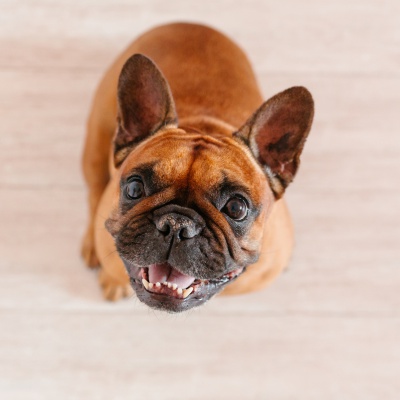 Sind Französische Bulldoggen intelligent? 