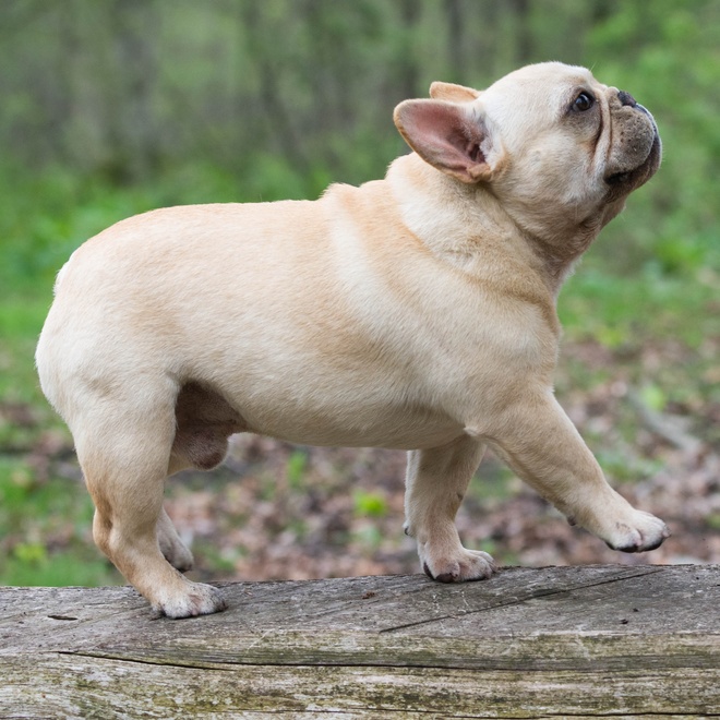 A French Bulldog walking happily through a forest