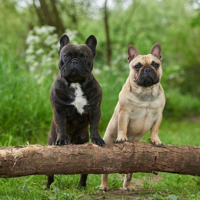 A black and a beige French Bulldog leaning against a tree trunk