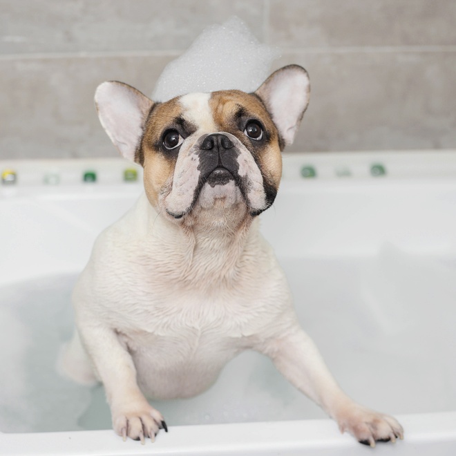 French Bulldog taking a bath with foam on his head