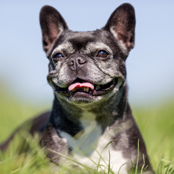Profile photo of a gray and white French Bulldog
