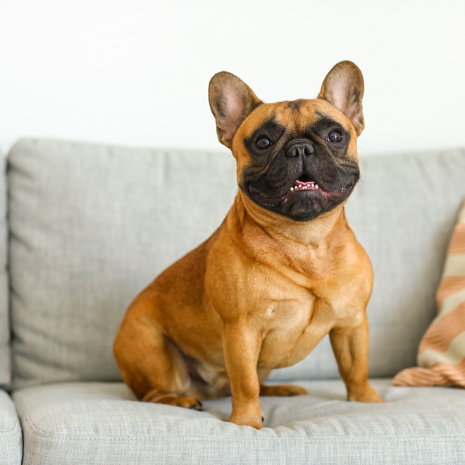 A brown and black French Bulldog sitting on a grey sofa