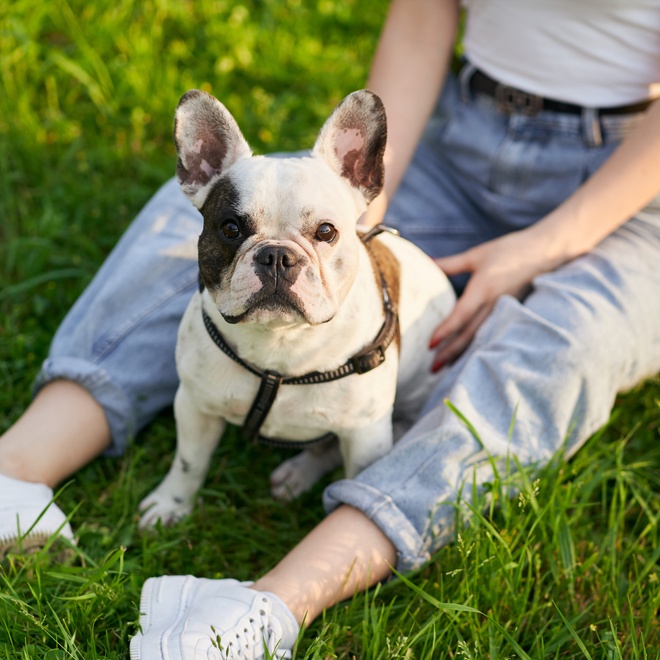 A French Bulldog between his owner's legs