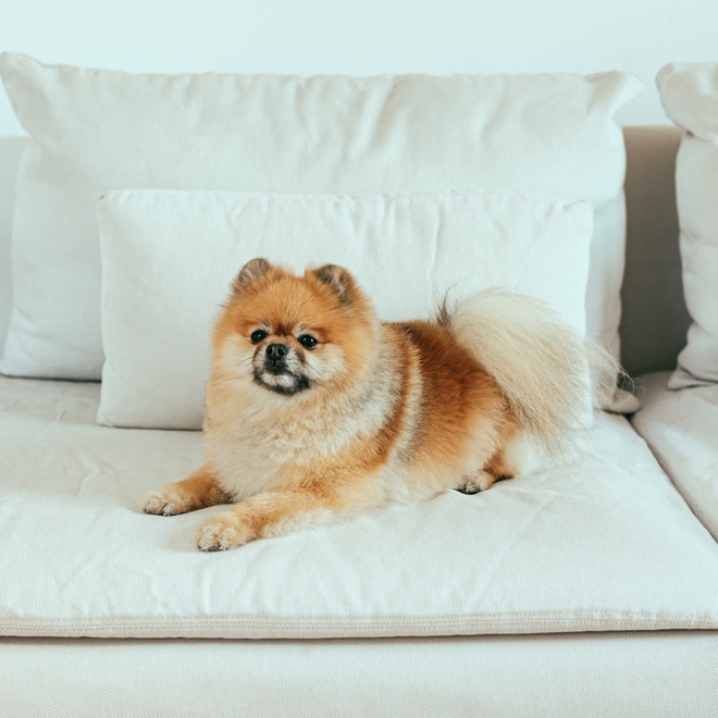 Ein Pomeranian, der auf einem weißen Sofa liegt
