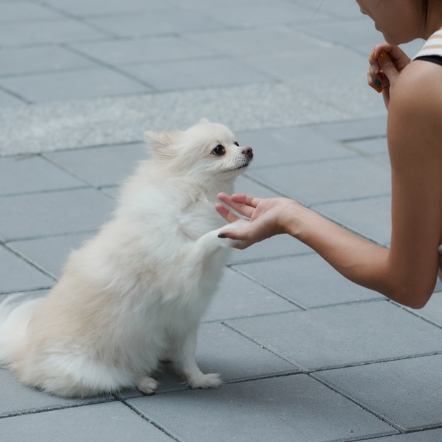 A Pomeranian giving his paw to his owner