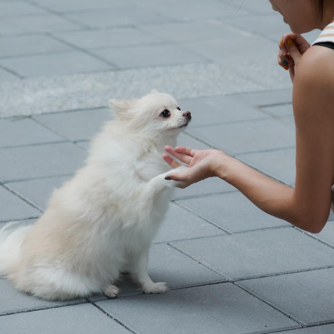 Ein Pomeranian gibt seinem Herrchen eine Pfote