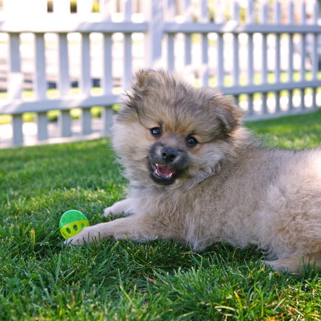 Ein Pomeranian, der mit einem Ball spielt