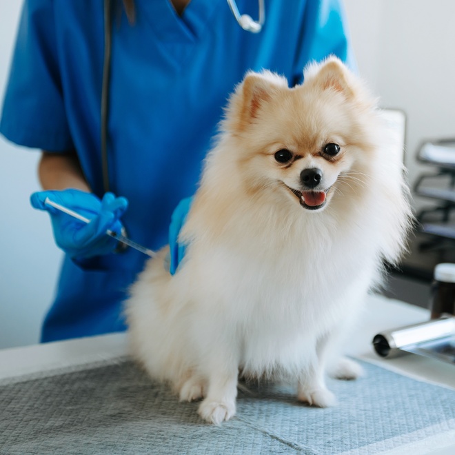 Ein Pomeranian wird geimpft