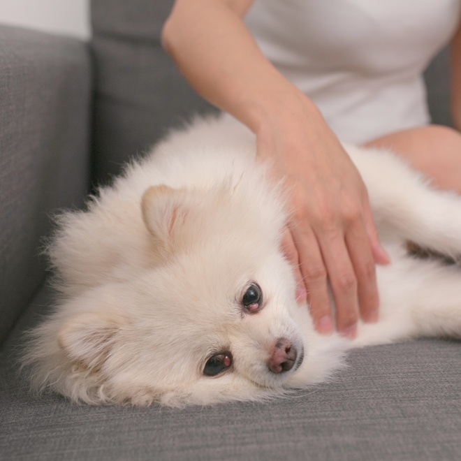 Ein Pomeranian, der mit seinem Besitzer auf einem grauen Sofa liegt