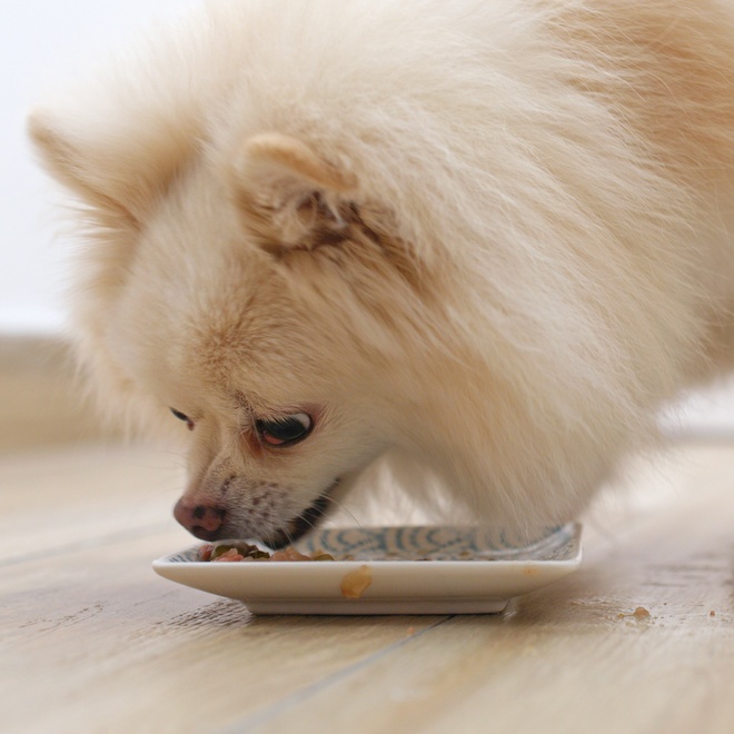 Ein Pomeranian, der von einem Teller frisst