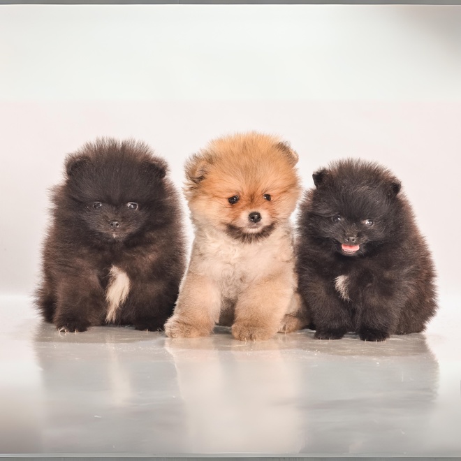 Drei Pomeranian Welpen