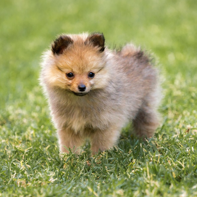 Ein Pomeranian im Gras