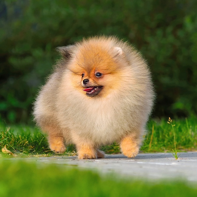 a Pomeranian taking a walk