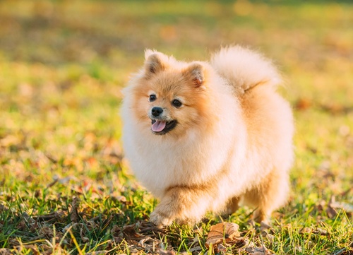 A happy Pomeranian walking in the grass