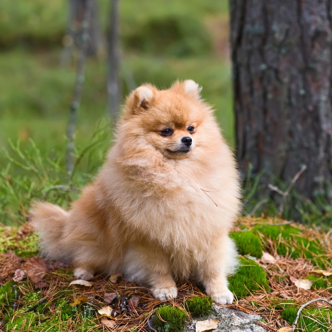 Ein Pomeranian sitzt im Gras im Wald