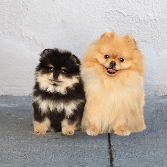 Zwei Pomeranian sitzen nebeneinander