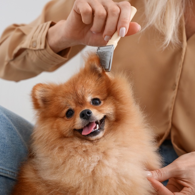 Ein Pomeranian wird gebürstet