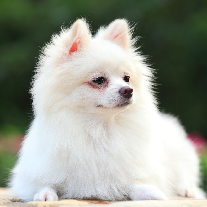 Ein weißer Pomeranian, der im Gras liegt