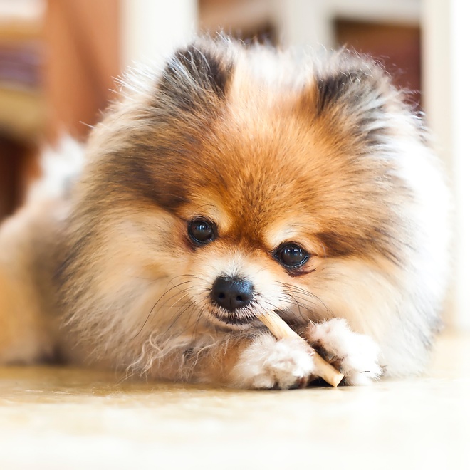 Ein Pomeranian nagt an einem Stück Holz