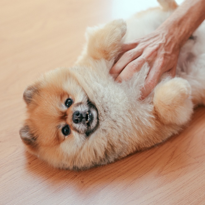 Ein auf dem Rücken liegender Pomeranian spielt mit seinem Besitzer