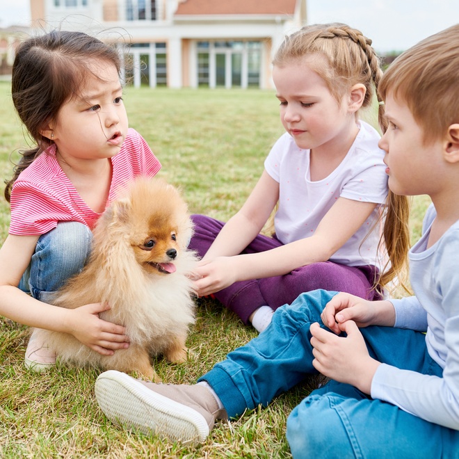 Ein Pomeranian spielt mit drei Kindern
