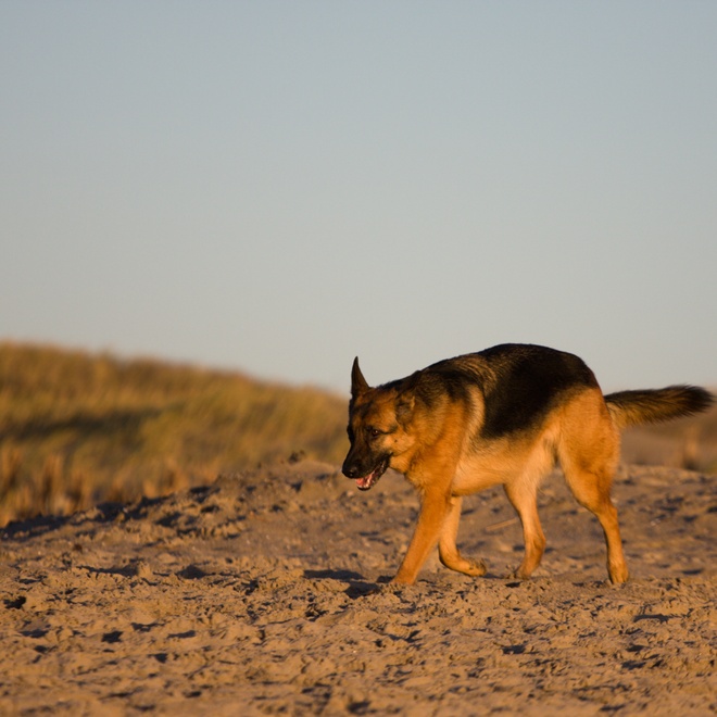 A german Shepherd walking on the beach