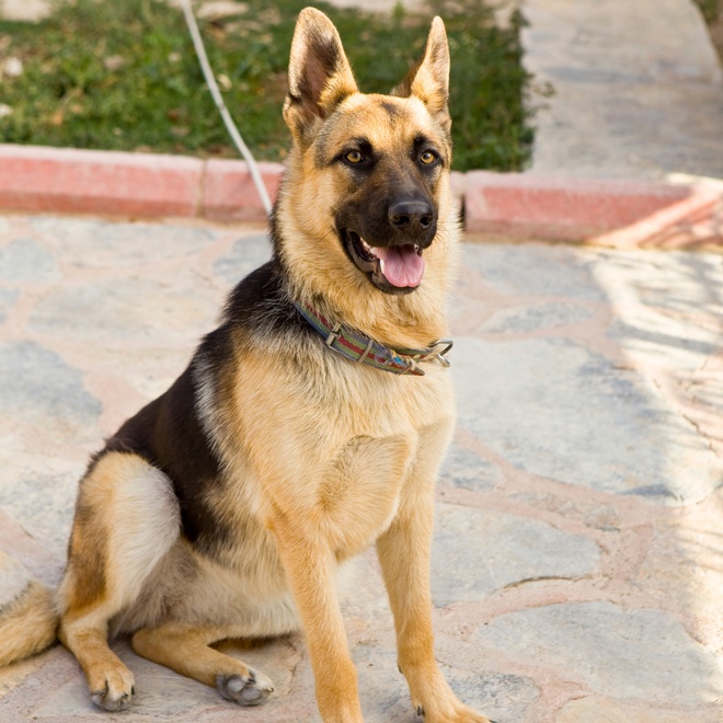 A german Shepherd sitting with a leash on