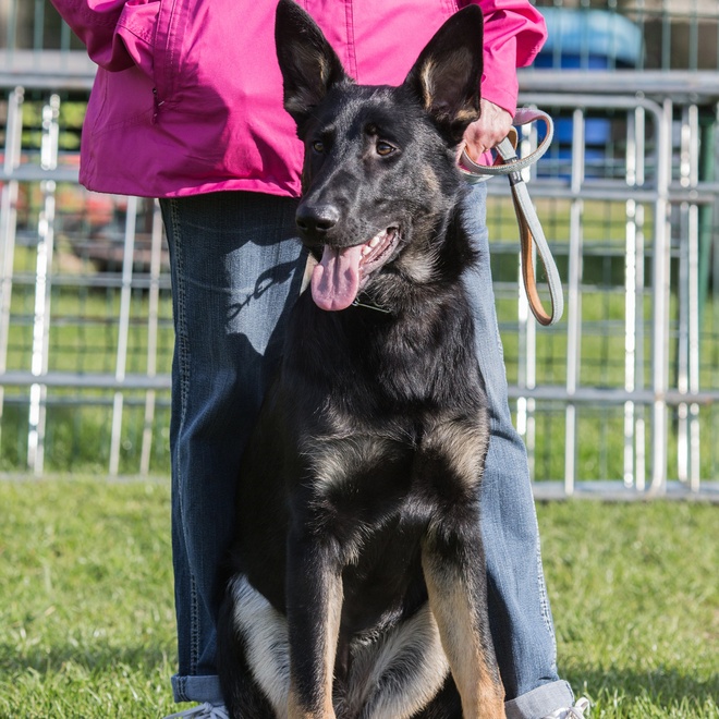 A black German Shepherd with his owner
