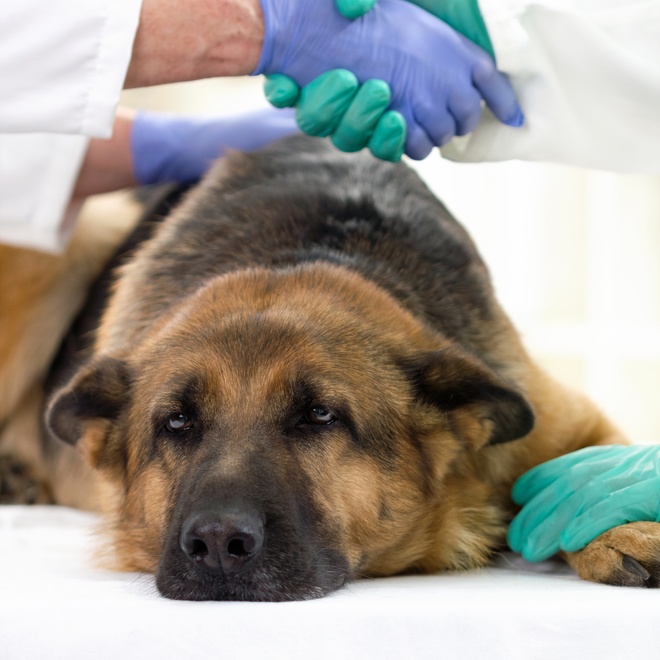 A German Shepherd at the vet