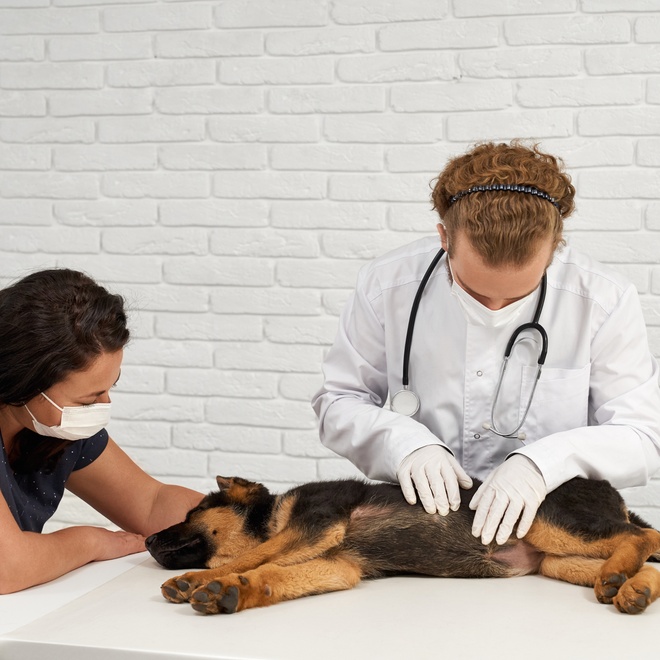 A baby German Shepherd at the vet
