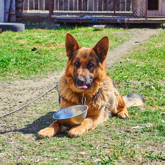 A German Shepherd outside with his bowl waiting for his food