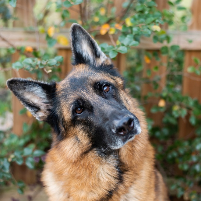 A german Shepherd looking at you
