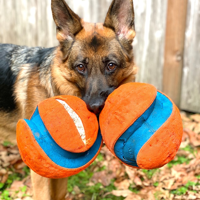A German Sheperd with two balls