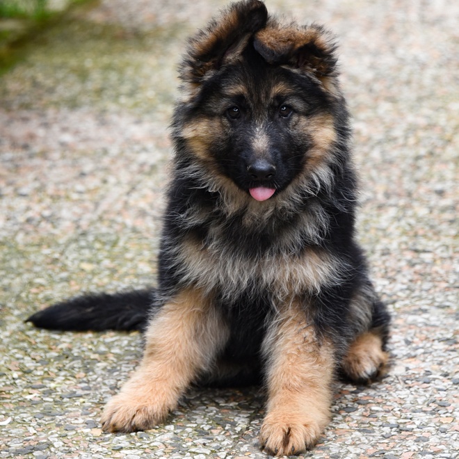 A baby german Shepherd